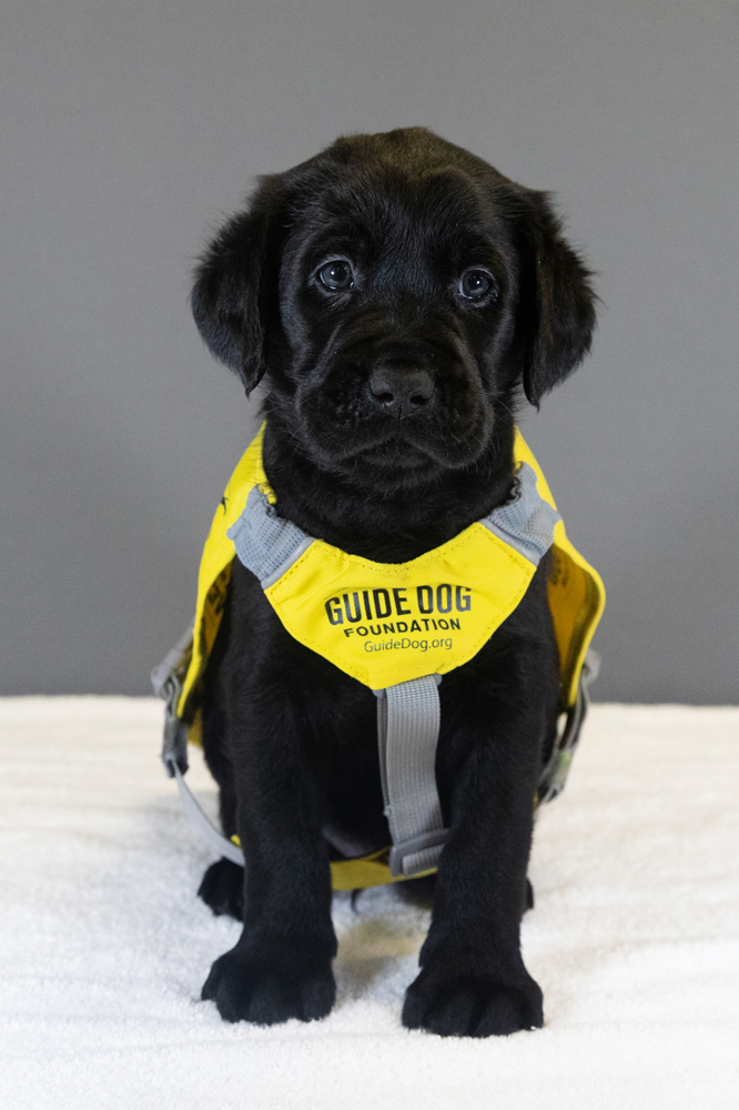 Frazier AHEPA, AHEPA Service Dogs for Warriors